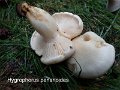 Hygrophorus penarioides-amf940